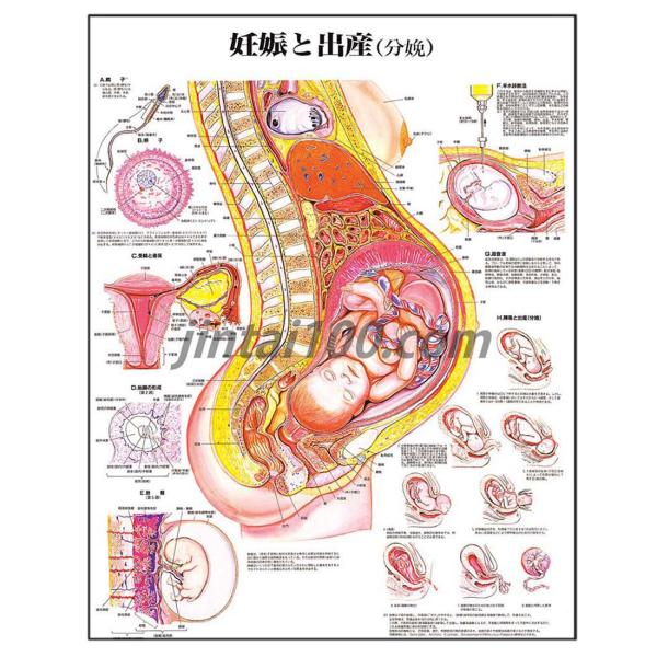 「妊娠と出産」 医学ポスター ポスターB2サイズ  人体解剖学図ポスター 医学チャート 　