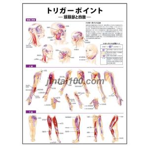 「トリガーポイント（頭頚部と四肢）」医学ポスター ポスターB3サイズ 人体解剖学図ポスター 医学チャート