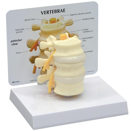 人体模型　腰椎3個　日本語訳付き　GPI Anatomicals