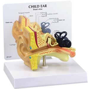 人体模型　小児の平衡聴覚器　日本語訳付き　GPI Anatomicals｜jintan-100