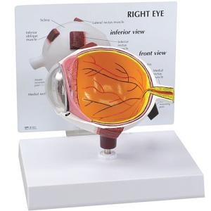 机太郎ドライラボ模型 白内障手術練習用模擬眼 眼科手技模型 : 人体