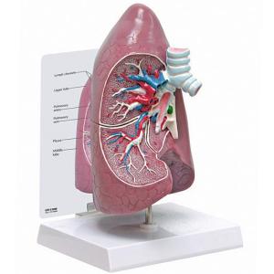 人体模型 肩関節/筋付き 日本語訳付き GPI Anatomicals : 人体百科
