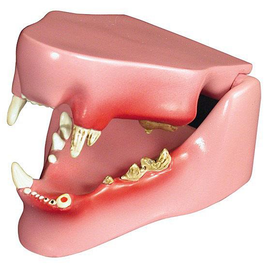 動物模型　猫の歯と顎　日本語訳付き　GPI Anatomicals