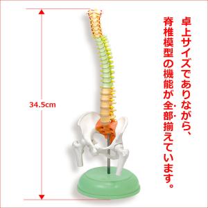 脊柱模型」卓上サイズ スマート脊柱模型 医学模型 解剖学模型 疾患説明