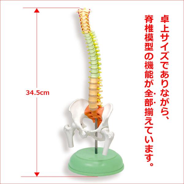 「脊柱模型」卓上サイズ スマート脊柱模型 医学模型 解剖学模型 疾患説明用模型