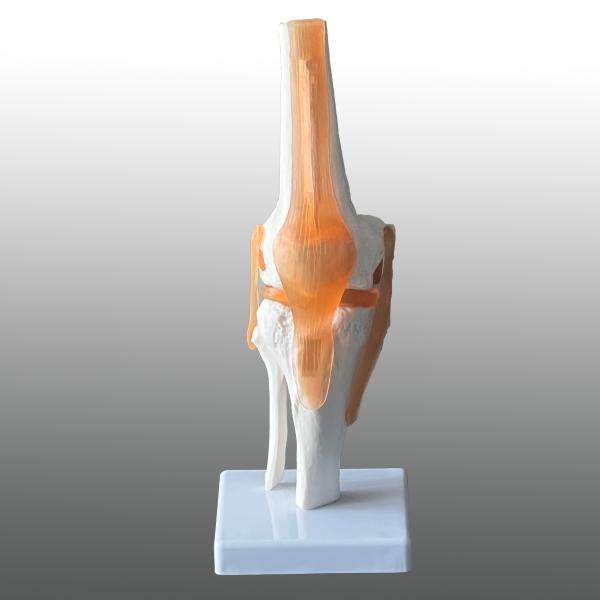 医学模型 膝関節模型 膝関節症 膝の痛み 膝関節可動解剖学模型