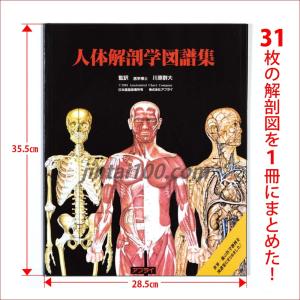 「人体解剖学図譜集」 解剖学図鑑 医学チャート｜jintan-100