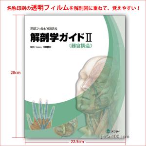「透明フィルムで覚える解剖学ガイド（II 器官構造）」解剖学図鑑 医学チャート｜jintan-100