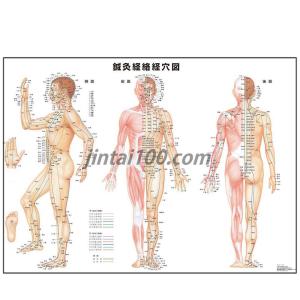 「鍼灸経絡経穴図」医学ポスター ポスター B2サイズ  東洋医学ポスター 医学チャート
