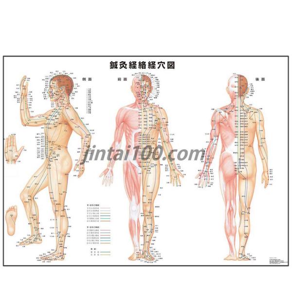「鍼灸経絡経穴図」医学ポスター ポスター B2サイズ  東洋医学ポスター 医学チャート