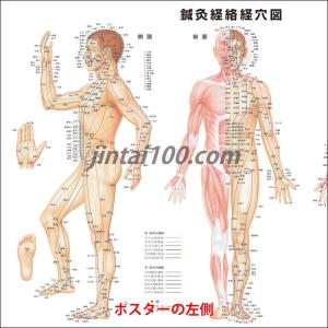 「鍼灸経絡経穴図」医学ポスター ポスター B2...の詳細画像2