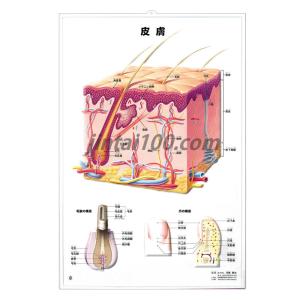 歯の構造」医学ポスター ポスターB3サイズ 人体解剖学図ポスター 医学