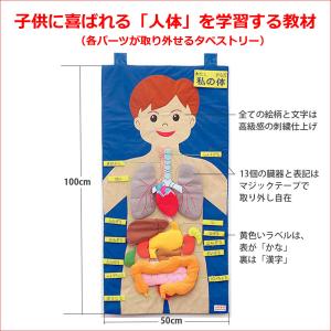 机太郎 ドライラボ模型 白内障手術練習用模擬眼 眼科手技模型 白内障手術練習用模擬眼 机太郎ドライラボ