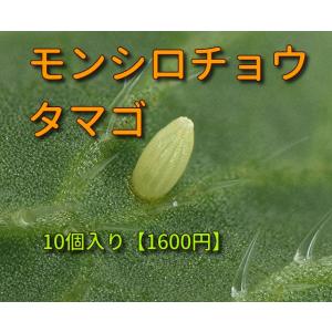 モンシロチョウのタマゴ モンシロチョウの卵販売...の詳細画像1