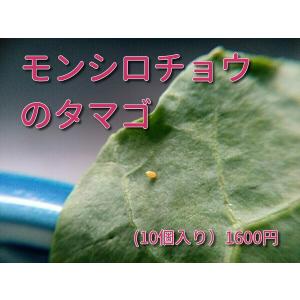 モンシロチョウのタマゴ モンシロチョウの卵販売...の詳細画像2