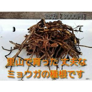 ミョウガの苗　太苗  茗荷の苗 25株