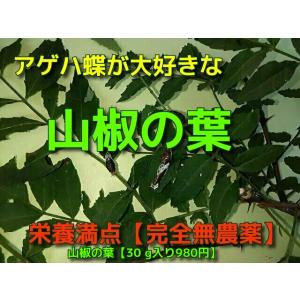 #山椒の葉 クロアゲハ蝶餌 ナミアゲハ蝶の餌 ...の詳細画像1