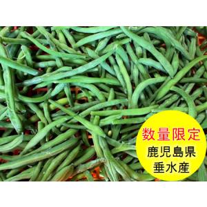 数量限定！国産冷凍野菜　いんげん 1kg 鹿児島県垂水産｜jjfp2013