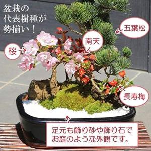 盆栽 (DIY・工具・ガーデン) 桜・五葉松寄...の詳細画像1