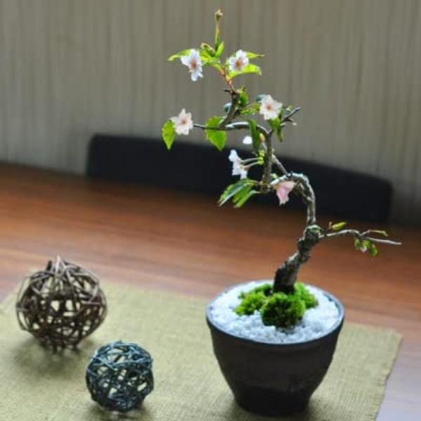 盆栽 盆栽妙 十月桜 金彩鉢