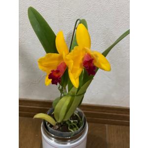 カトレア 中大輪 ※誕生日・母の日・敬老の日などのお祝い花に : JJPRO