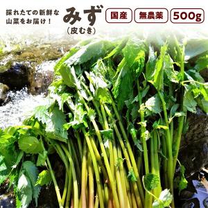 完全予約販売】秋田の天然山菜「生みずのこぶ（ウワバミソウの実