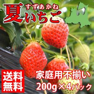 販売（）夏秋いちご すずあかね（200ｇ×4）家庭用不揃い