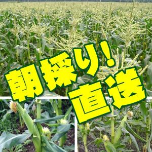 予約販売 嶽きみ(だけきみ)とうもろこし10本...の詳細画像2