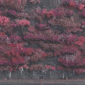 EVEN IN ARCADIA【輸入盤】▼/スリ...の商品画像