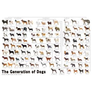 エポック社 犬の系統図 1000ピース(11-372)ジグソーパズル 返品種別B