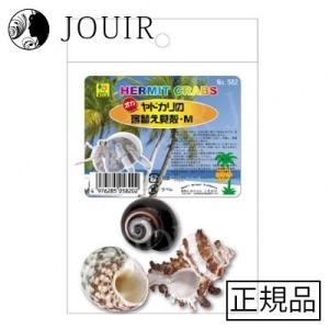 オカヤドカリの宿替え貝殻 M｜jouir-jp