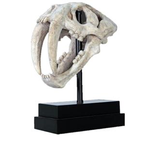 置物インテリア恐竜骨サーベルタイガーの頭骨 / Saber Toothed Tiger Skull on Base　fr100501RS｜joy-joy
