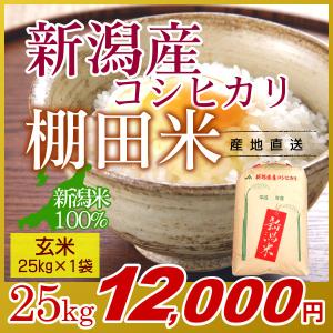 新潟コシヒカリ 玄米 25kg／米 お米 新潟 コシヒカリ こしひかり 新潟米 棚田米 おいしいお米 25キロ｜joy-life