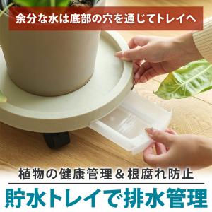 【ポイント10倍】 【360度自由に移動】 植...の詳細画像4