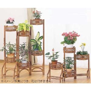 ジョイフル ジョイフル 花 ガーデニング の商品一覧 通販 Yahoo ショッピング