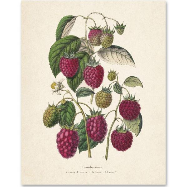 Raspberries Botanical Illustration - Great Kitchen...