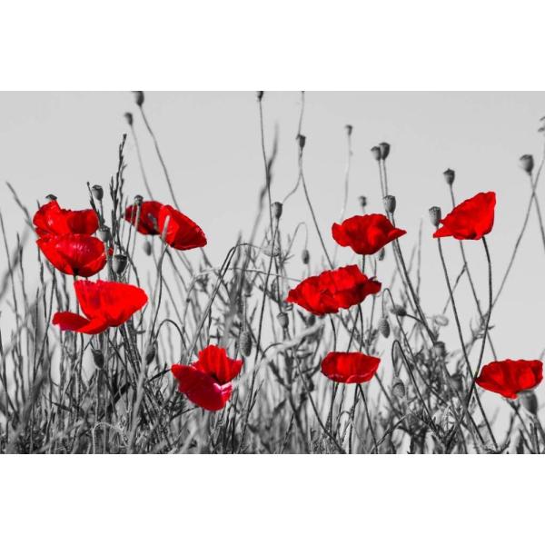 Red Poppies In Meadow Black And White Landscape Ph...