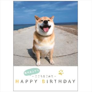 柴犬 メッセージブック 誕生日カード 柴犬まる 学研ステイフル 犬雑貨｜joyin