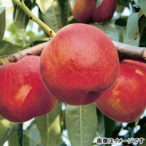 長野 フルーツ もも 桃（ワッサークィーン） 5kg