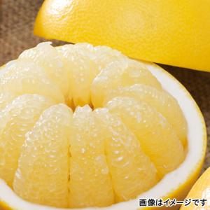 高知県 土佐文旦　家庭用 ５ｋｇ（Ｌ〜５Ｌ混：７〜１２個） 高知 文旦 産直 送料込み プレゼント ギフト 柑橘
