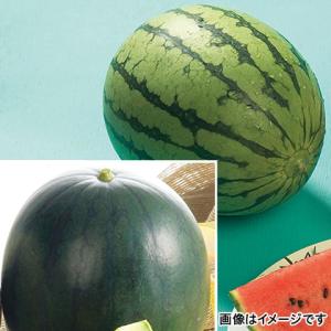 すいか 小玉スイカ 熊本県産 １個