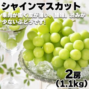 シャインマスカット２房 1.1キロ ぶどう ブドウ 種なしぶどう 葡萄 山梨県産または長野県産