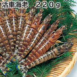 活車海老　２２０ｇ