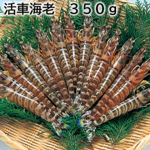 活車海老　３５０ｇ