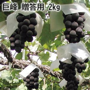 巨峰　贈答用　２ｋｇ