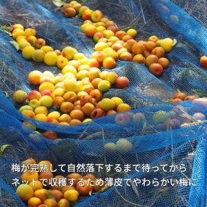 紅梅園 まろやかはちみつ南高梅の詳細画像4