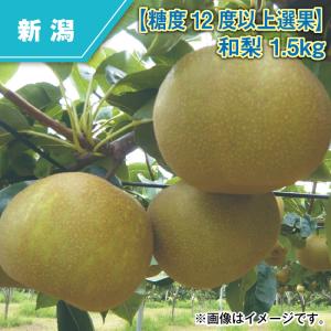 【糖度１２度以上選果】和梨　１．５ｋｇ