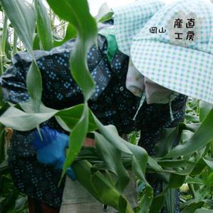 【早期予約受付中・7月下旬以降発送予定】蒜山高...の詳細画像3