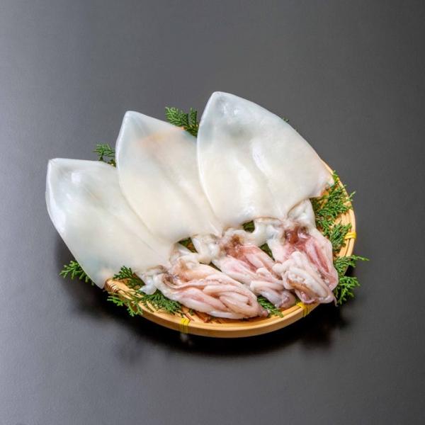 干物 イカ お取り寄せ グルメ ご当地 和田珍味 白いか一夜干 3枚 山陰名産品 山陰特産品 Pay...