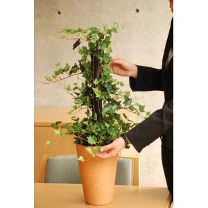 観葉植物 インテリア 造花 光触媒 人工観葉植物 人工樹木 オフィス用 光触媒加工済み グリーンアレンジ アイビー 72cm Jb Ga 416 お も て な し ボックス 通販 Yahoo ショッピング